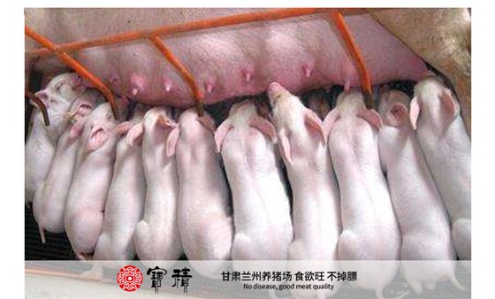 科学配制哺乳母猪饲料