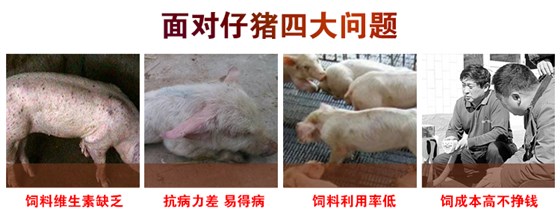 仔猪预混料产品