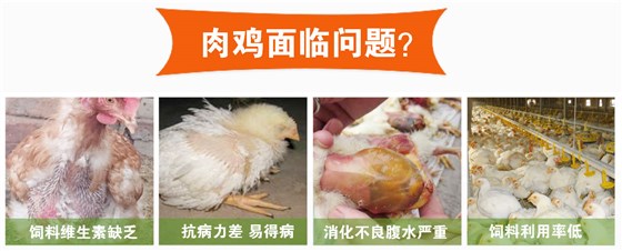 肉鸡安全饲料配置原则