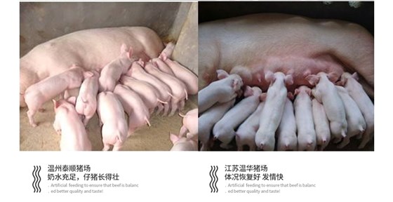 哺乳母猪预混料