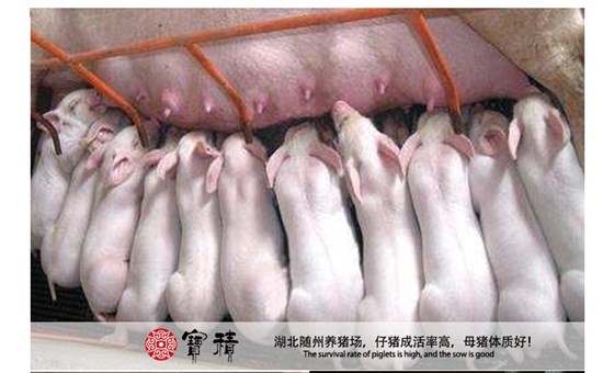 妊娠母猪预混料