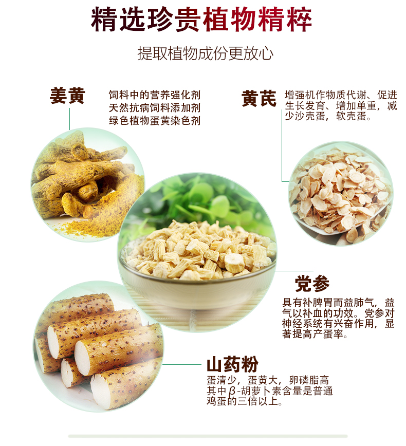 中草药蛋鸡饲料