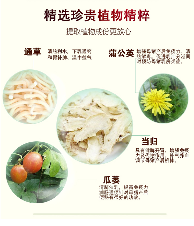 母猪饲料价格