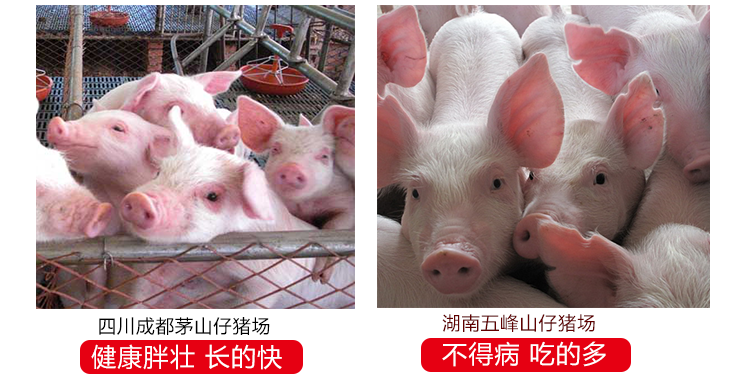 猪饲料的生产加工
